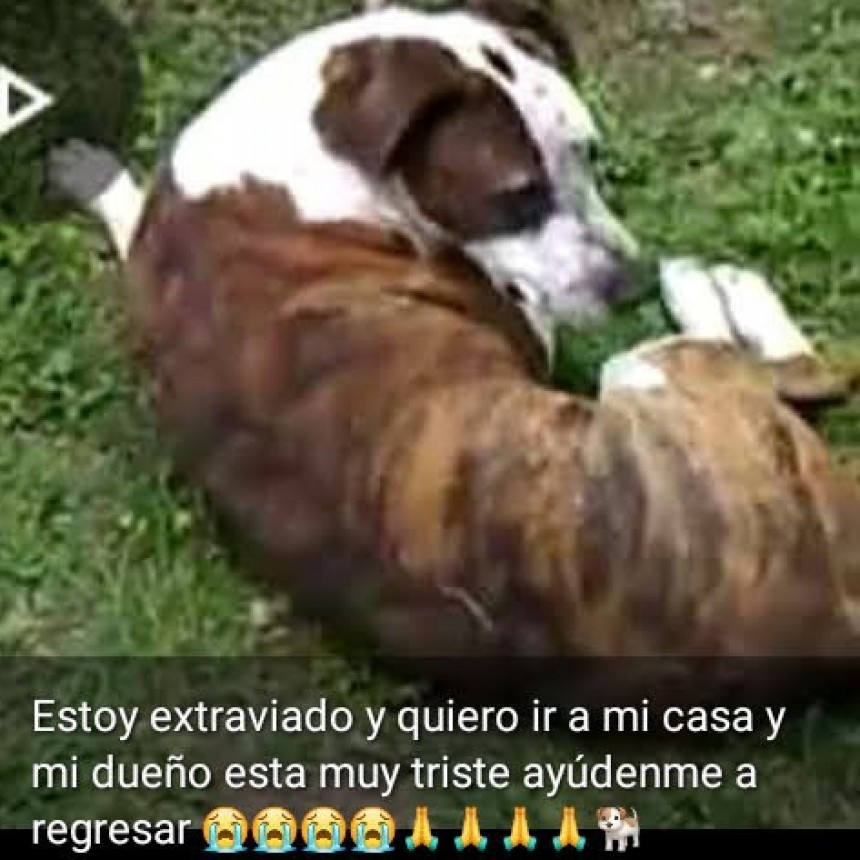 Piden ayuda para recuperar a sus perros