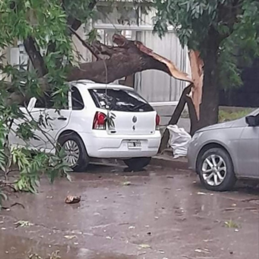 Un árbol cayó sobre un auto que estaba estacionado