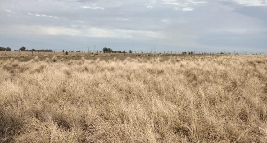 Ramallo fue declarado en Emergencia y Desastre Nacional Agropecuario