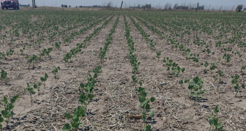 La sequía y el intenso calor tienen frenada la siembra de soja