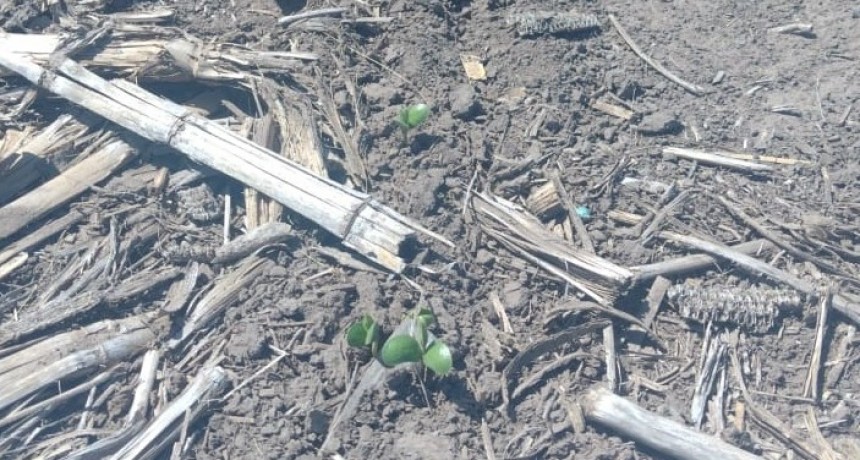 Alerta roja para el maíz y la soja