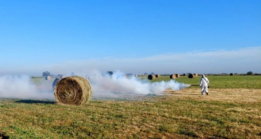 Avanza el plan de fumigación contra mosquitos para prevenir Dengue y Encefalomielitis Equina