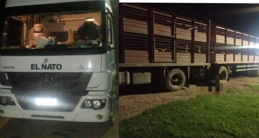 Tragedia: un chofer falleció aplastado mientras aseguraba carga de porcinos