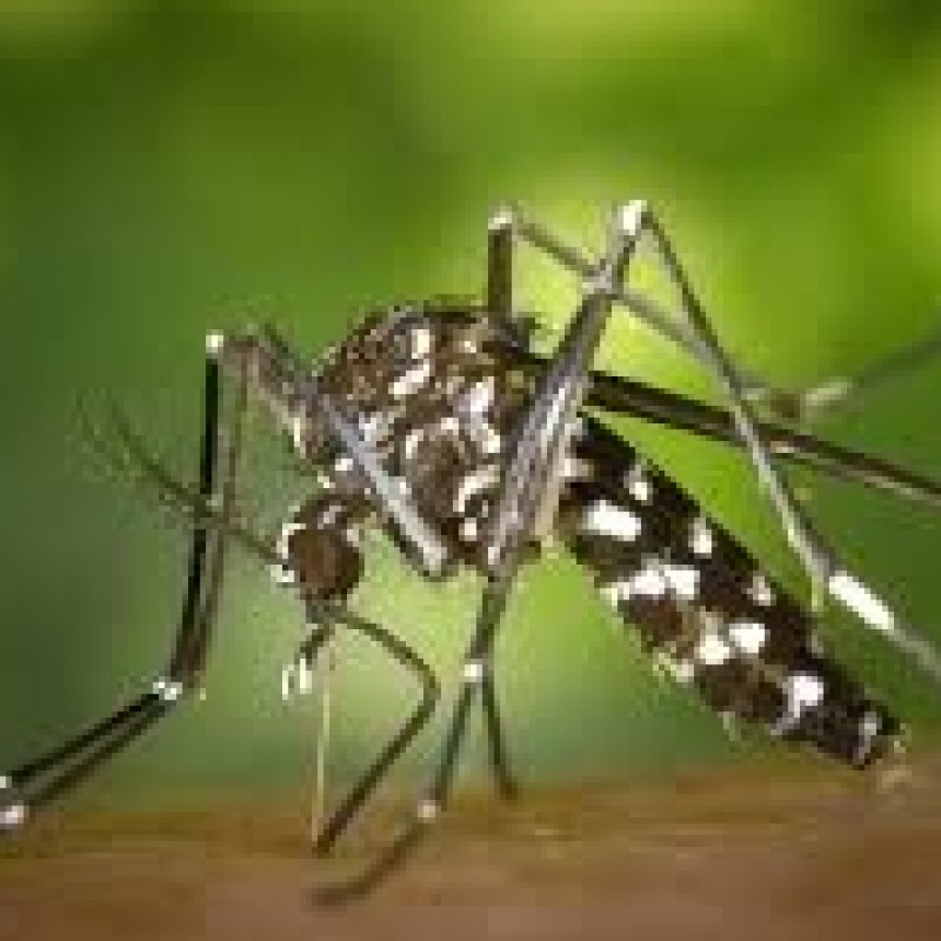 Llega la vacuna contra el dengue a Ramallo